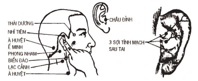 Huyệt Á Huyệt - Y CỔ TRUYỀN