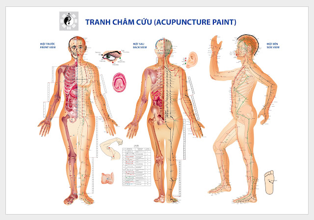 Huyệt A Thị Huyệt - Y CỔ TRUYỀN