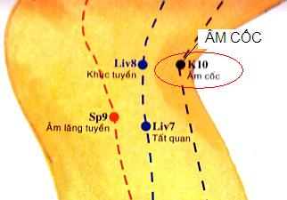 Huyệt Âm Cốc - Y CỔ TRUYỀN