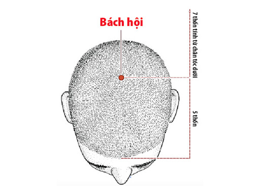 Huyệt Bách Hội - Y CỔ TRUYỀN