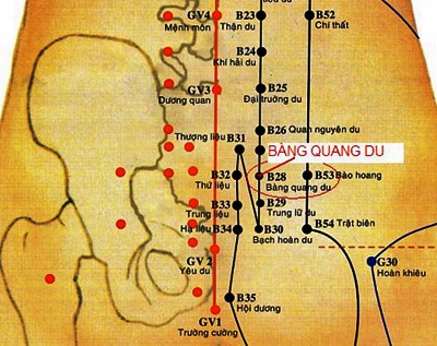 Huyệt Bàng Quang Du - Y CỔ TRUYỀN