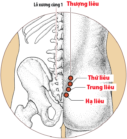 Huyệt Bát Liêu - Y CỔ TRUYỀN