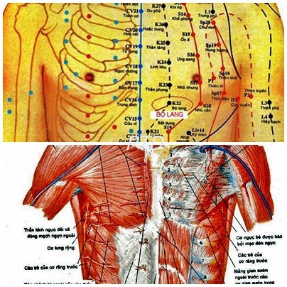 Huyệt Bộ Lang - Y CỔ TRUYỀN