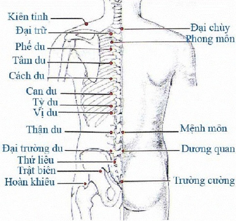 Huyệt Cách Du - Y CỔ TRUYỀN