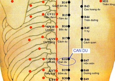 Huyệt Can Du - Y CỔ TRUYỀN