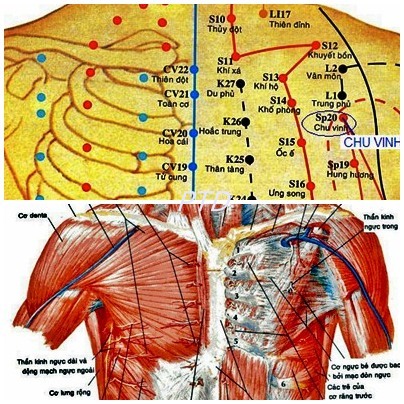 Huyệt Chu Vinh - Y CỔ TRUYỀN