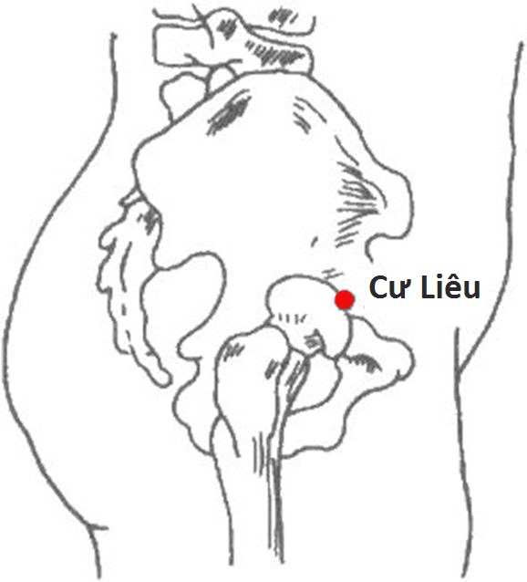 Huyệt Cư Liêu - Y CỔ TRUYỀN