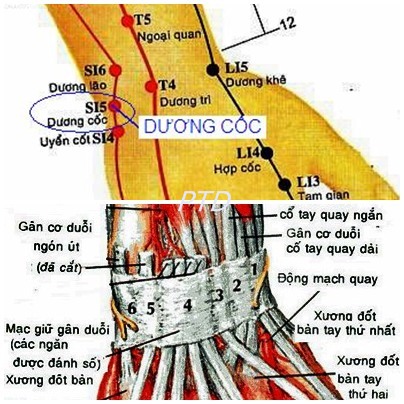 Huyệt Dương Cốc - Y CỔ TRUYỀN