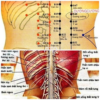 Huyệt Dương Cương - Y CỔ TRUYỀN