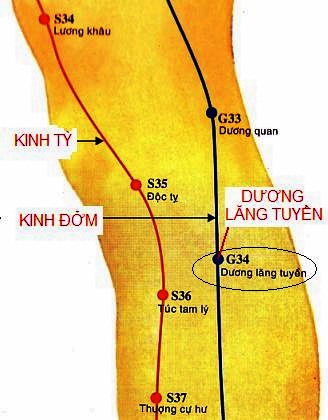 Huyệt Dương Lăng Tuyền - Y CỔ TRUYỀN
