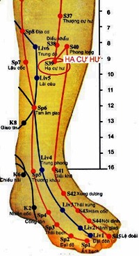 Huyệt Hạ Cự Hư - Y CỔ TRUYỀN