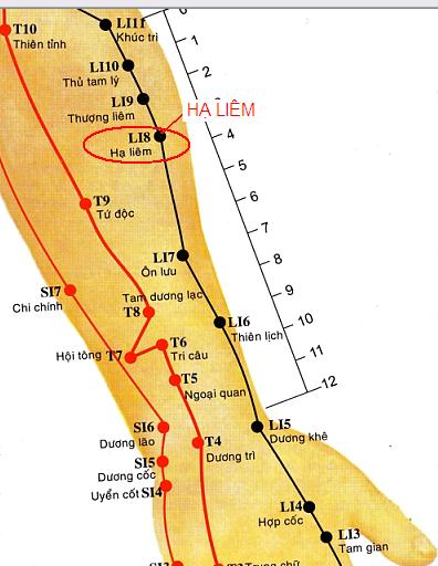 Huyệt Hạ Liêm - Y CỔ TRUYỀN