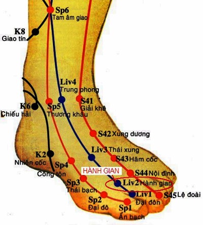 Huyệt Hành Gian - Y CỔ TRUYỀN