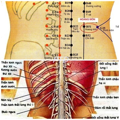 Huyệt Hoang Môn - Y CỔ TRUYỀN