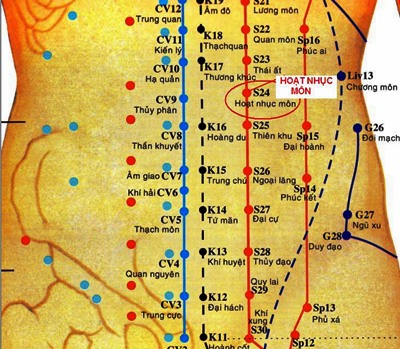 Huyệt Hoạt Nhục Môn - Y CỔ TRUYỀN