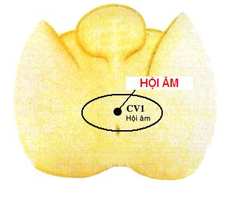 Huyệt Hội Âm - Y CỔ TRUYỀN