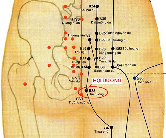 Huyệt Hội Dương - Y CỔ TRUYỀN