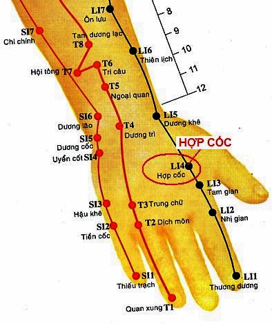 Huyệt Hợp Cốc - Y CỔ TRUYỀN
