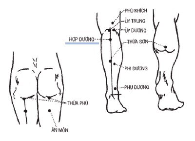 Huyệt Hợp Dương - Y CỔ TRUYỀN