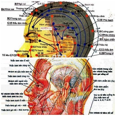 Huyệt Huyền Lư - Y CỔ TRUYỀN