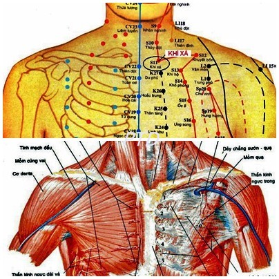 Huyệt Khí Xá - Y CỔ TRUYỀN