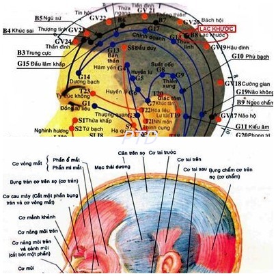 Huyệt Lạc Khước - Y CỔ TRUYỀN