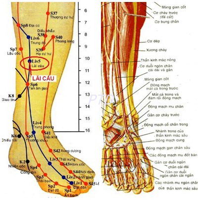 Huyệt Lãi Câu - Y CỔ TRUYỀN