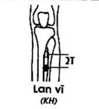 Huyệt Lan Vĩ - Y CỔ TRUYỀN