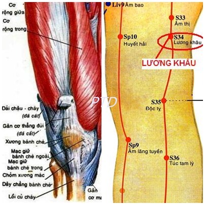 Huyệt Lương Khâu - Y CỔ TRUYỀN