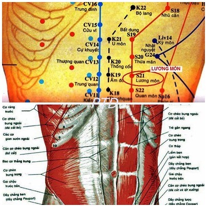 Huyệt Lương Môn - Y CỔ TRUYỀN