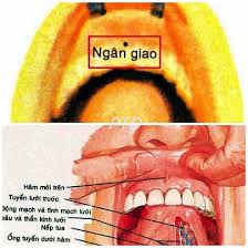 Huyệt Ngân Giao - Y CỔ TRUYỀN