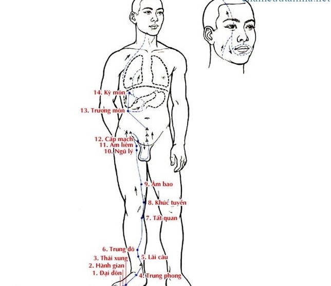 Huyệt Ngũ Lý - Y CỔ TRUYỀN