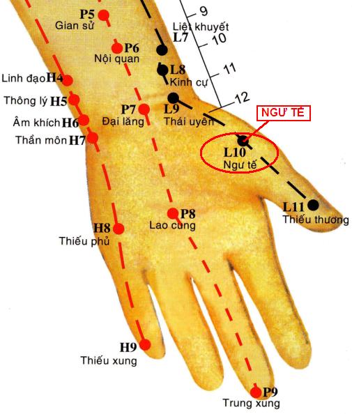 Huyệt Ngư Tế - Y CỔ TRUYỀN