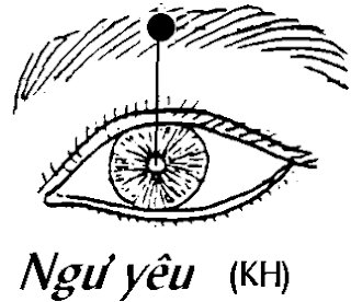 Huyệt Ngư Yêu - Y CỔ TRUYỀN
