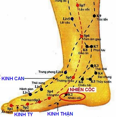 Huyệt Nhiên Cốc - Y CỔ TRUYỀN