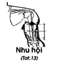 Huyệt Nhu Hội - Y CỔ TRUYỀN