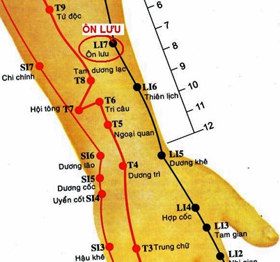 Huyệt Ôn Lưu - Y CỔ TRUYỀN