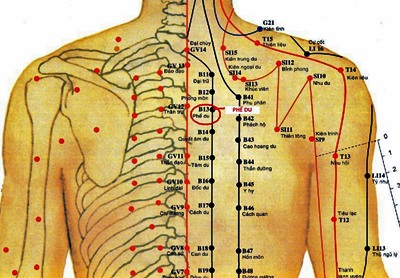 Huyệt Phế Du - Y CỔ TRUYỀN