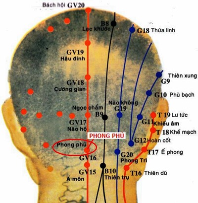 Huyệt Phong Phủ - Y CỔ TRUYỀN