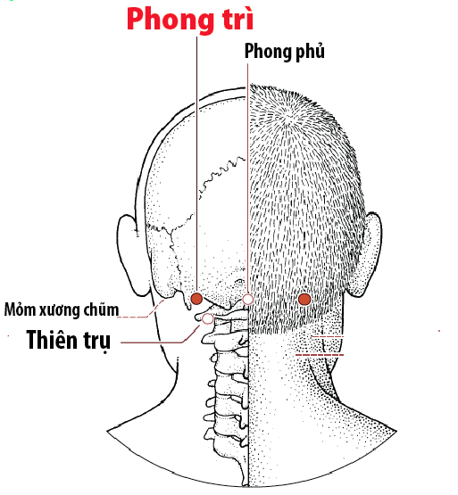 Huyệt Phong Trì - Y CỔ TRUYỀN