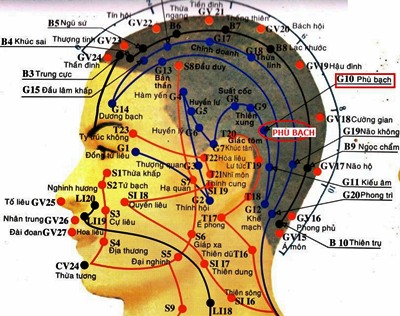 Huyệt Phù Bạch - Y CỔ TRUYỀN