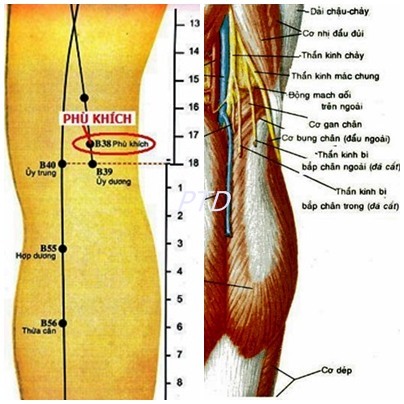 Huyệt Phù Khích - Y CỔ TRUYỀN