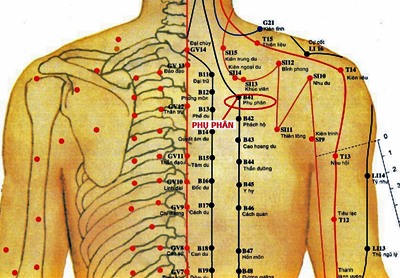 Huyệt Phụ Phân - Y CỔ TRUYỀN
