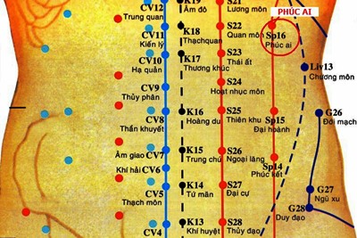 Huyệt Phúc Ai - Y CỔ TRUYỀN