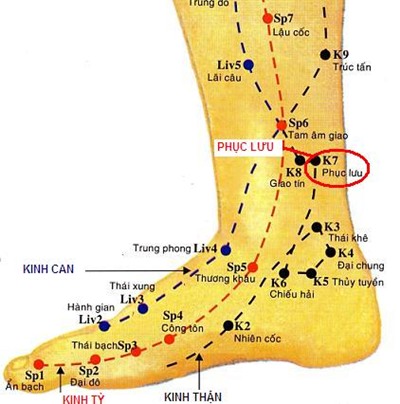 Huyệt Phục Lưu - Y CỔ TRUYỀN
