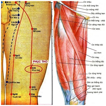 Huyệt Phục Thố - Y CỔ TRUYỀN