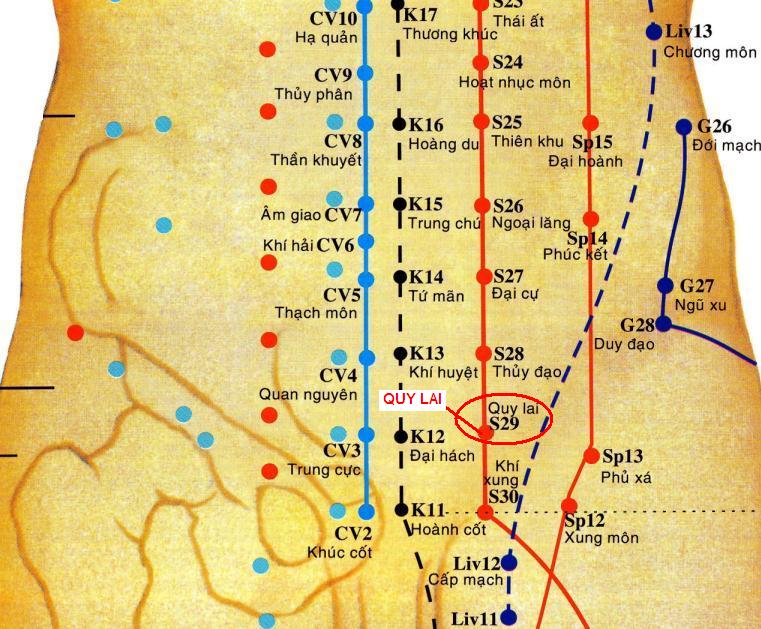 Huyệt Quy Lai - Y CỔ TRUYỀN