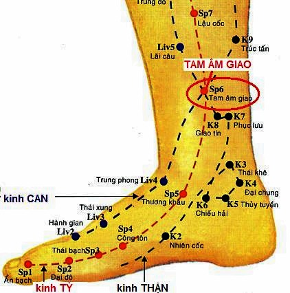 Huyệt Tam Âm Giao - Y CỔ TRUYỀN