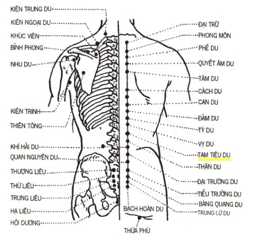 Huyệt Tam Tiêu Du - Y CỔ TRUYỀN