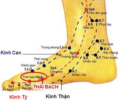 Huyệt Thái Bạch - Y CỔ TRUYỀN
